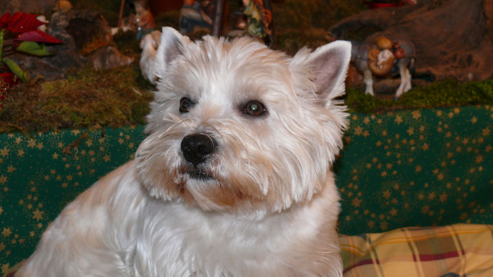 westieweihnacht