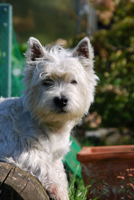 west highland white terrier