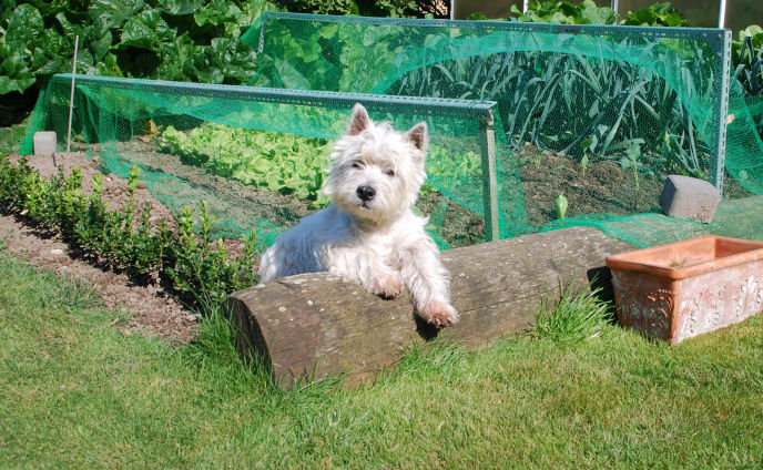 hundegarten