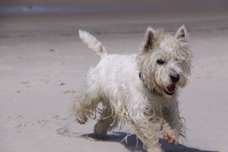 westie eleven mile