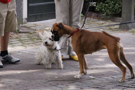 eleven mile boxer