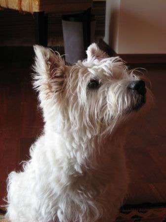 westie cool runnings