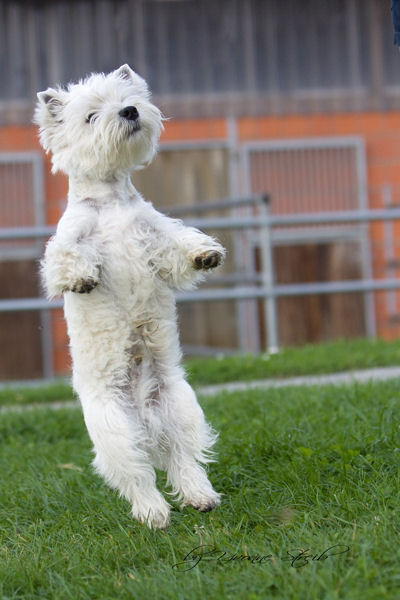 westie ferris