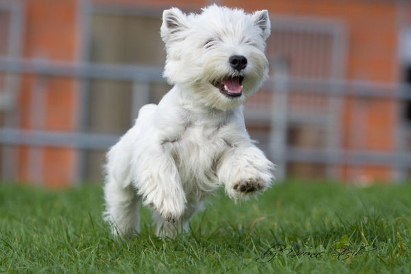 westie ferris cross
