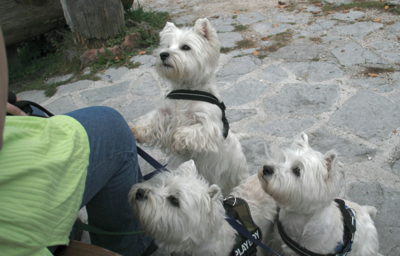 Westieessen